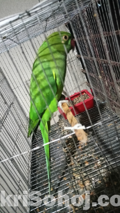 Ringneck parrot